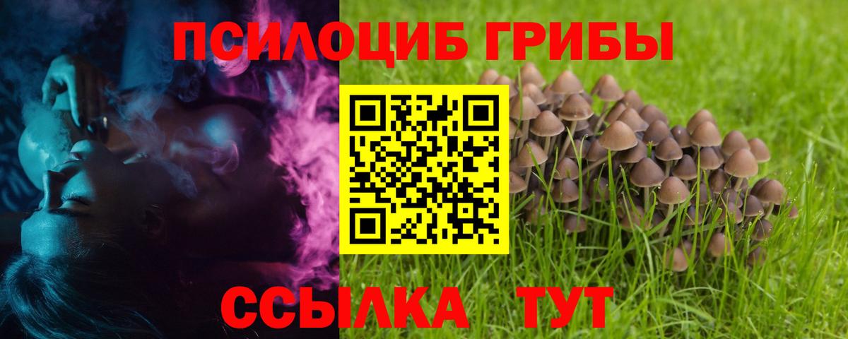 Галлюциногенные грибы Psilocybine cubensis Новодвинск